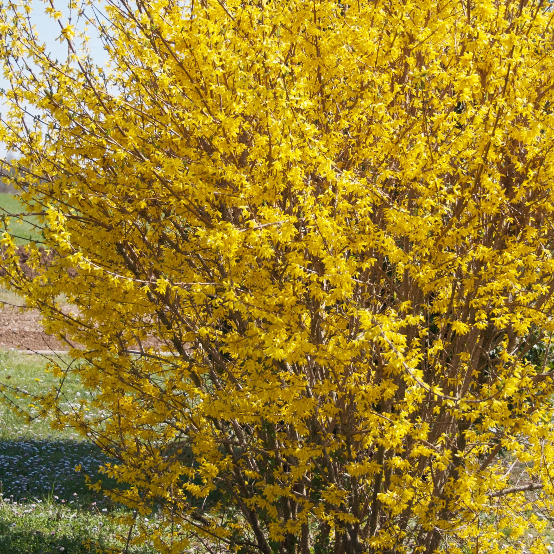 Forsythia Marée d'Or Ÿ