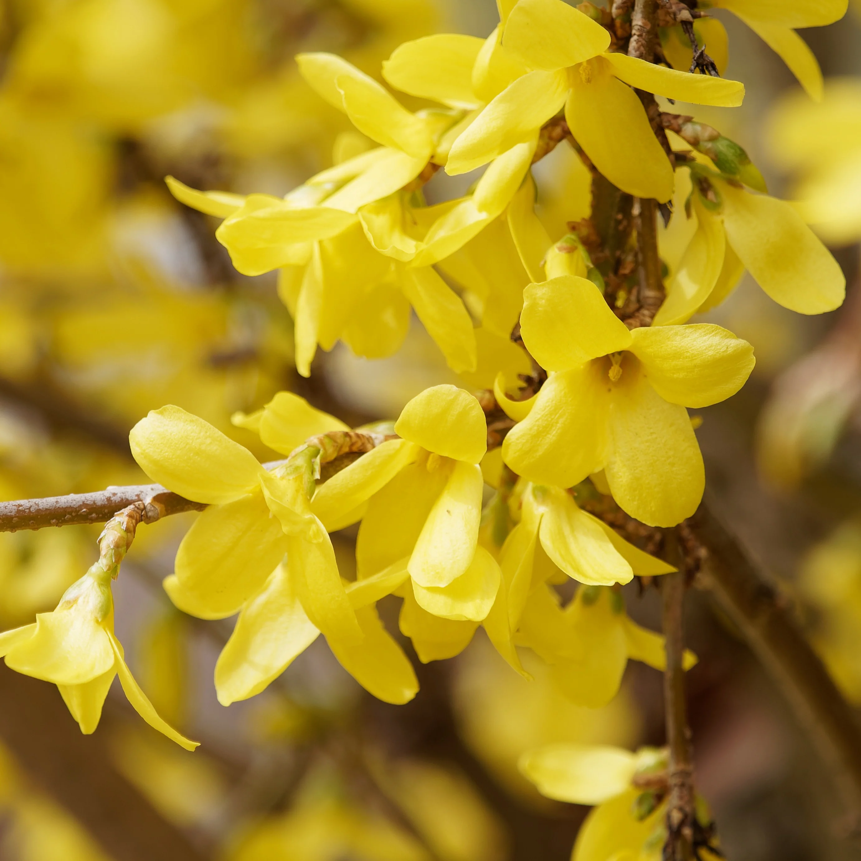 Forsythia Marée d'Or Ÿ - Image 2