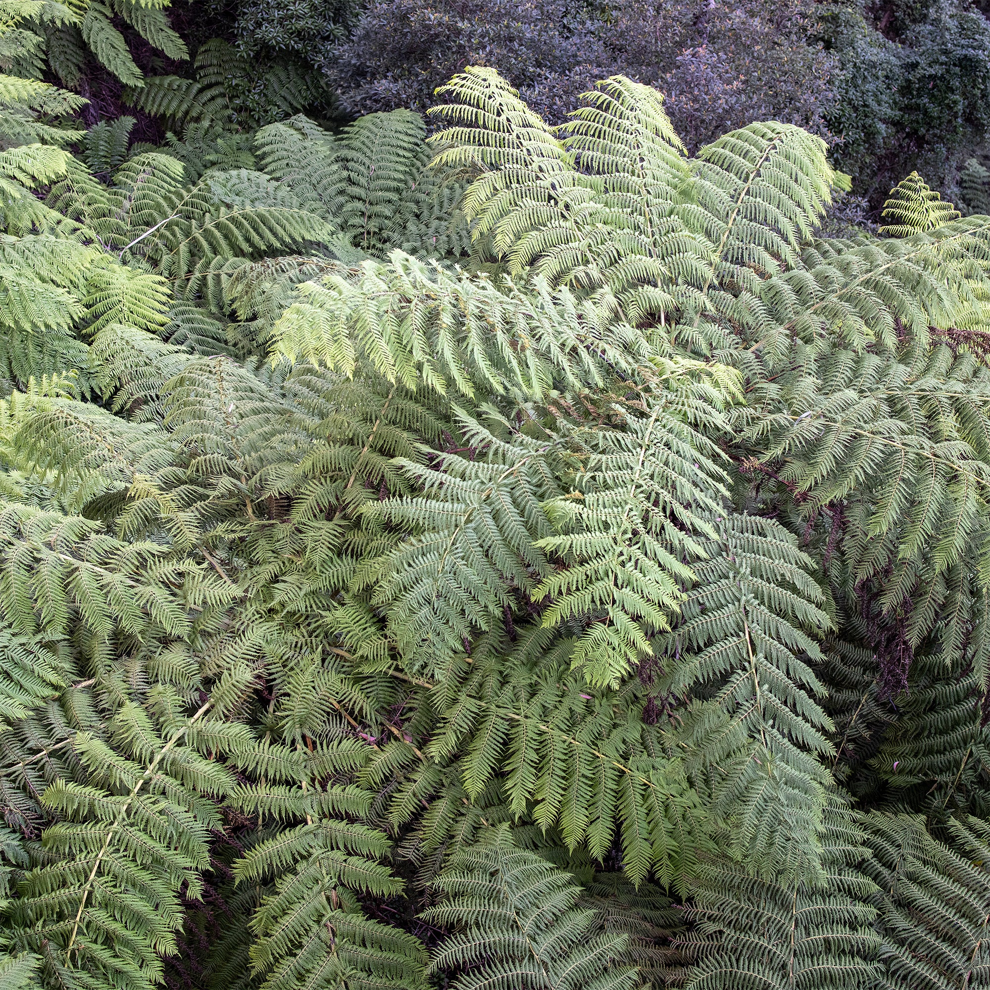 Fougère arborescente - Image 4