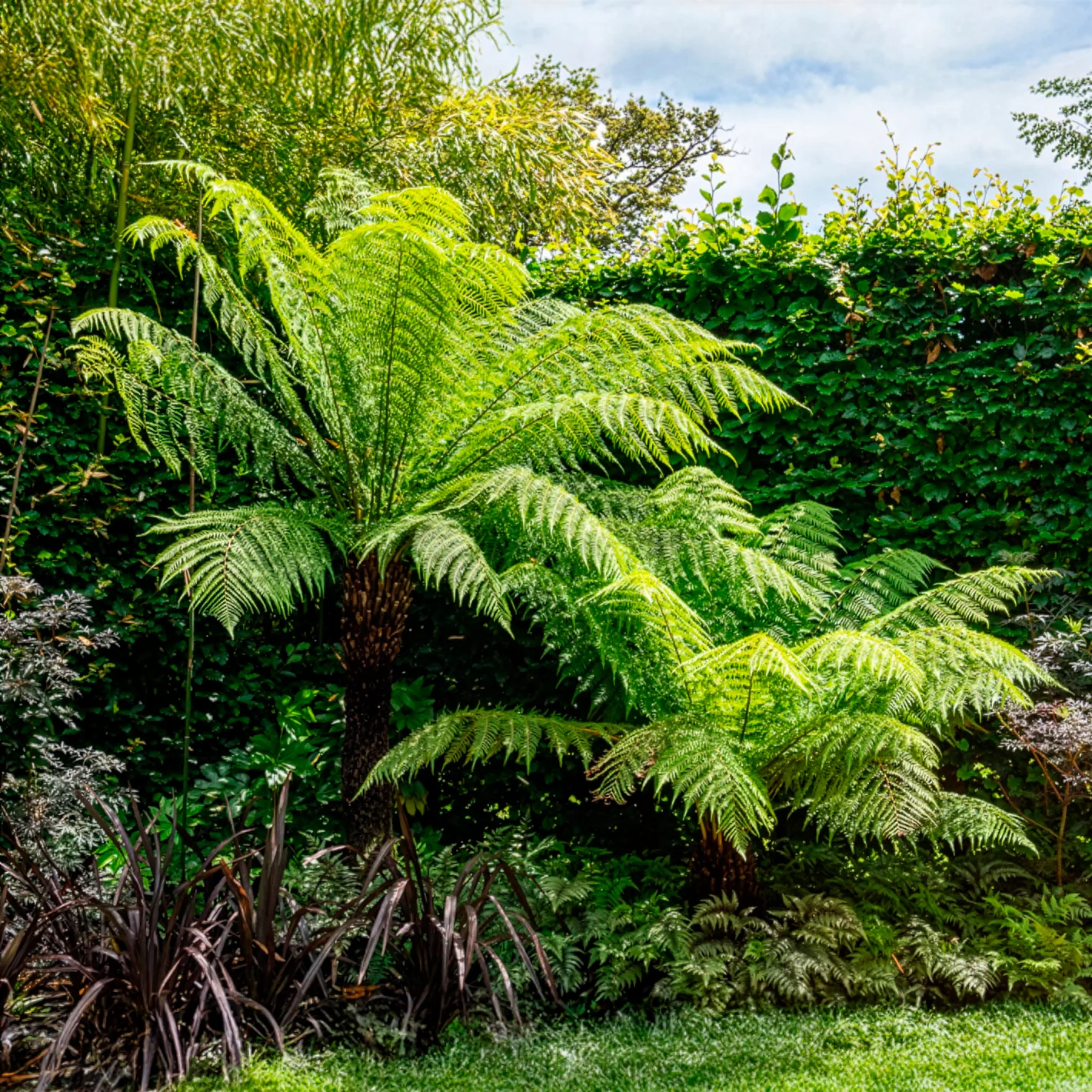 Fougère arborescente de Tasmanie