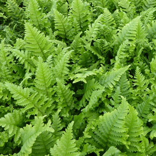 Fougère mâle Cristata - Image 2
