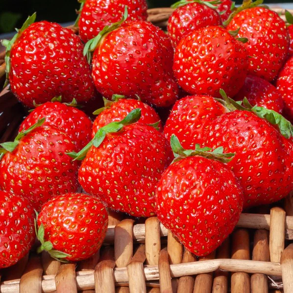 Fraisiers remontants Mara des Bois