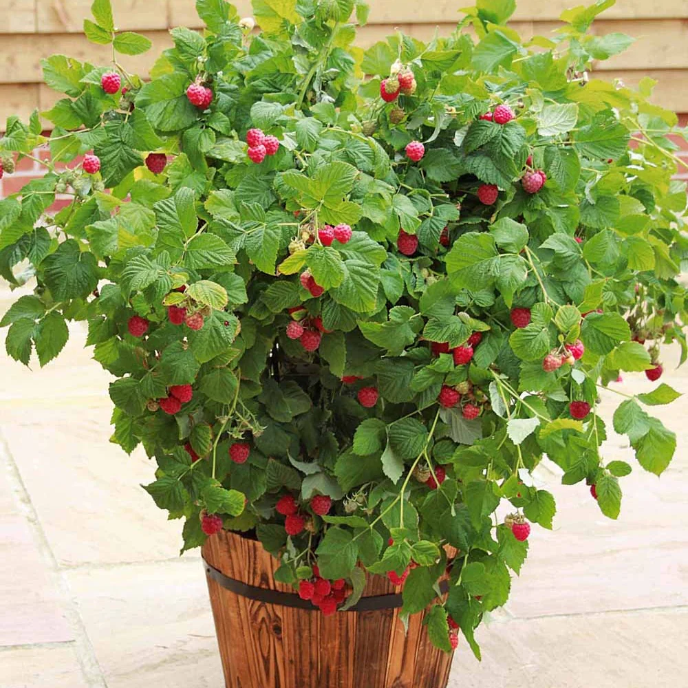 Framboisier nain et compact non remontant Beauté rubis ®
