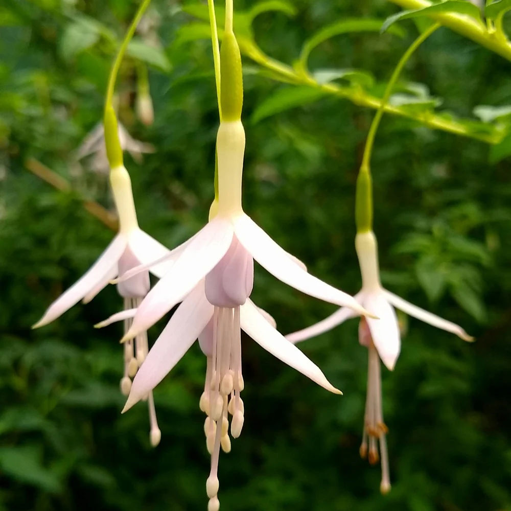 Fuchsia de Magellan Sharpitor