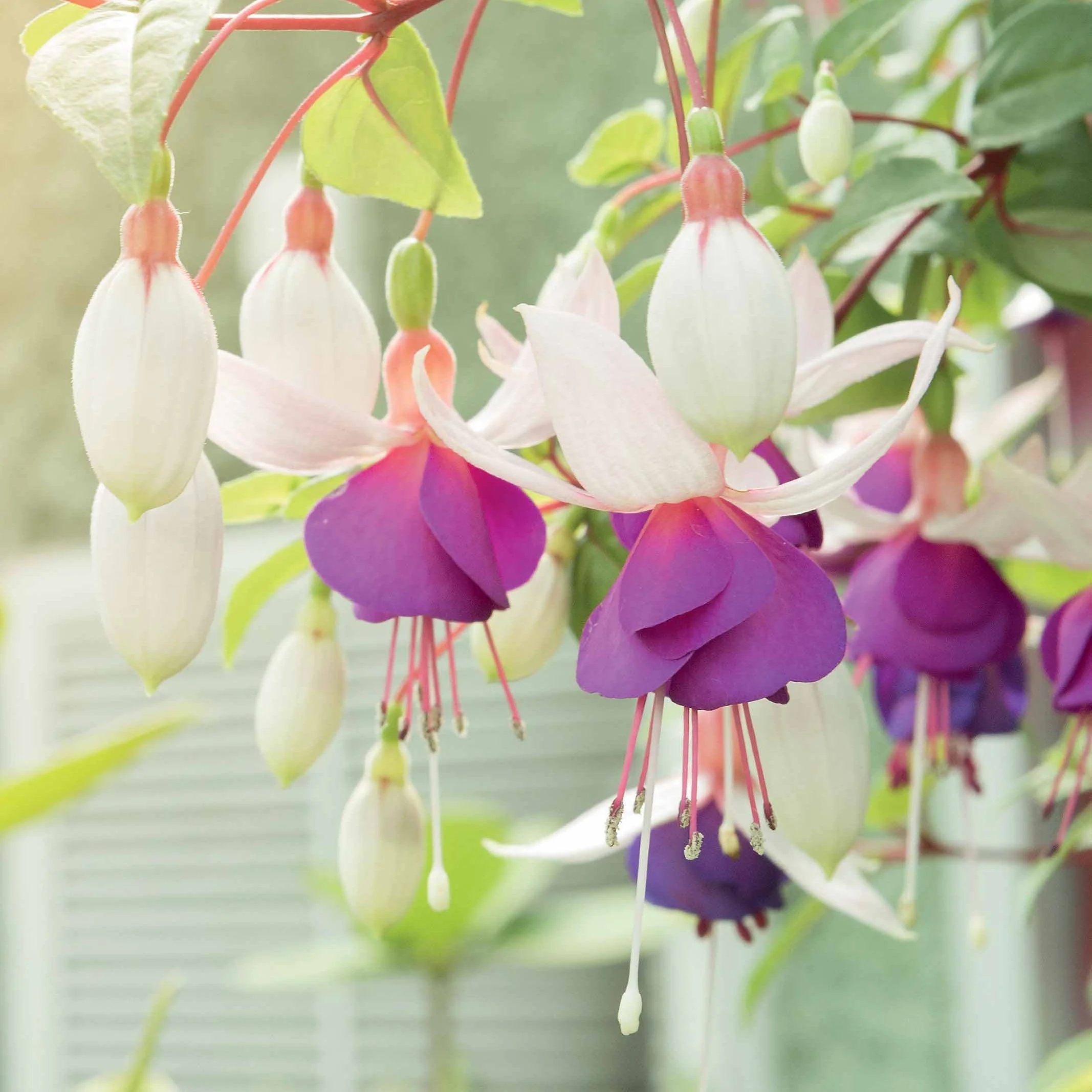 6 Fuchsias résistants au gel en mélange - Image 2
