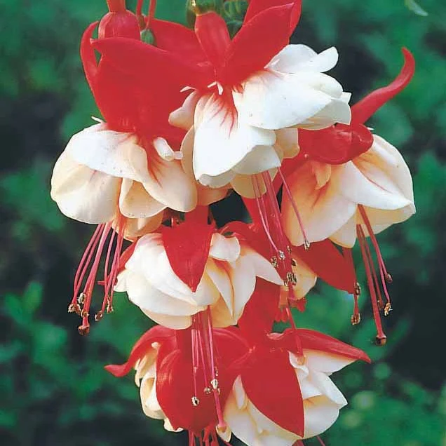 6 Fuchsias retombants en mélange - Image 5