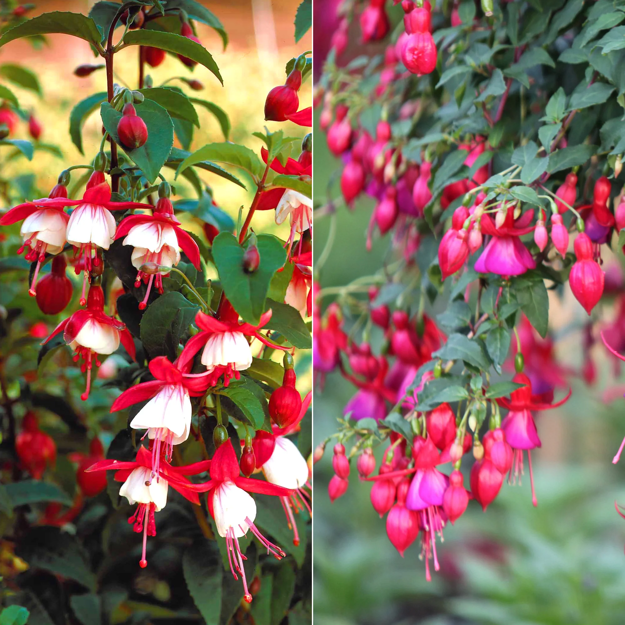 6 Fuchsias rustiques en mélange