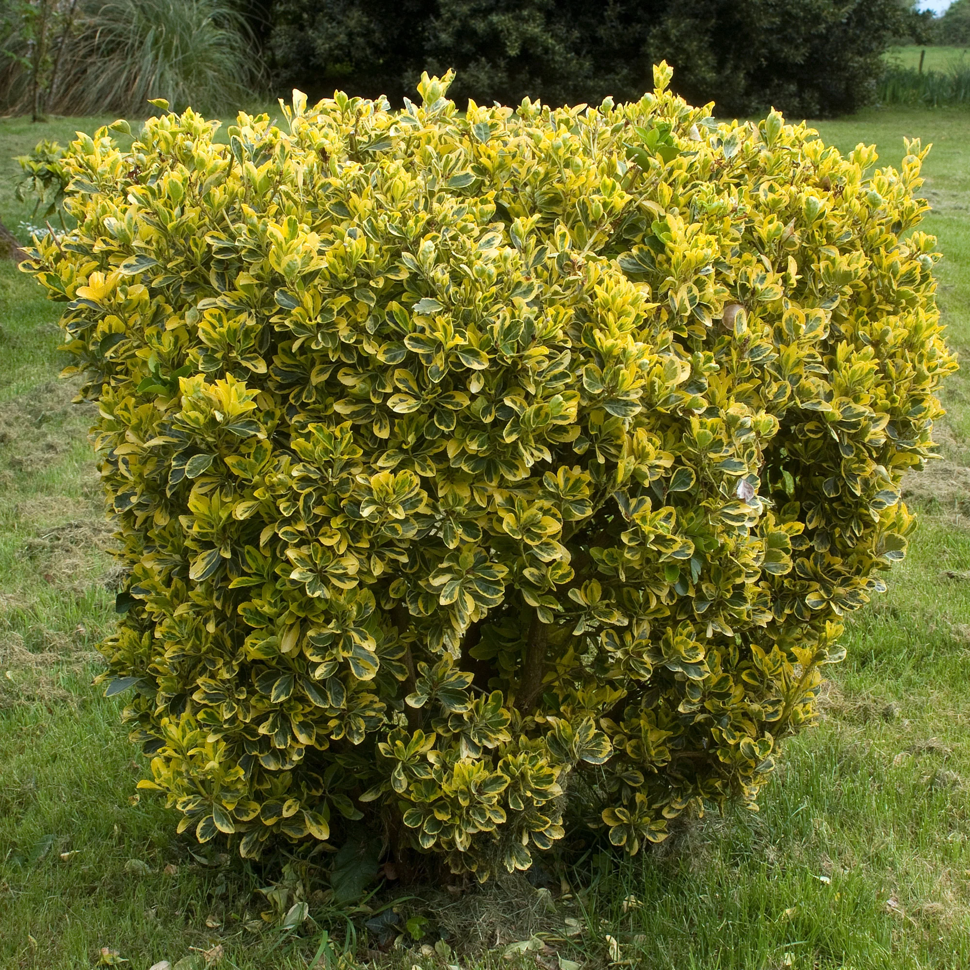 Fusain du Japon ' Aureomarginatus' - Image 2