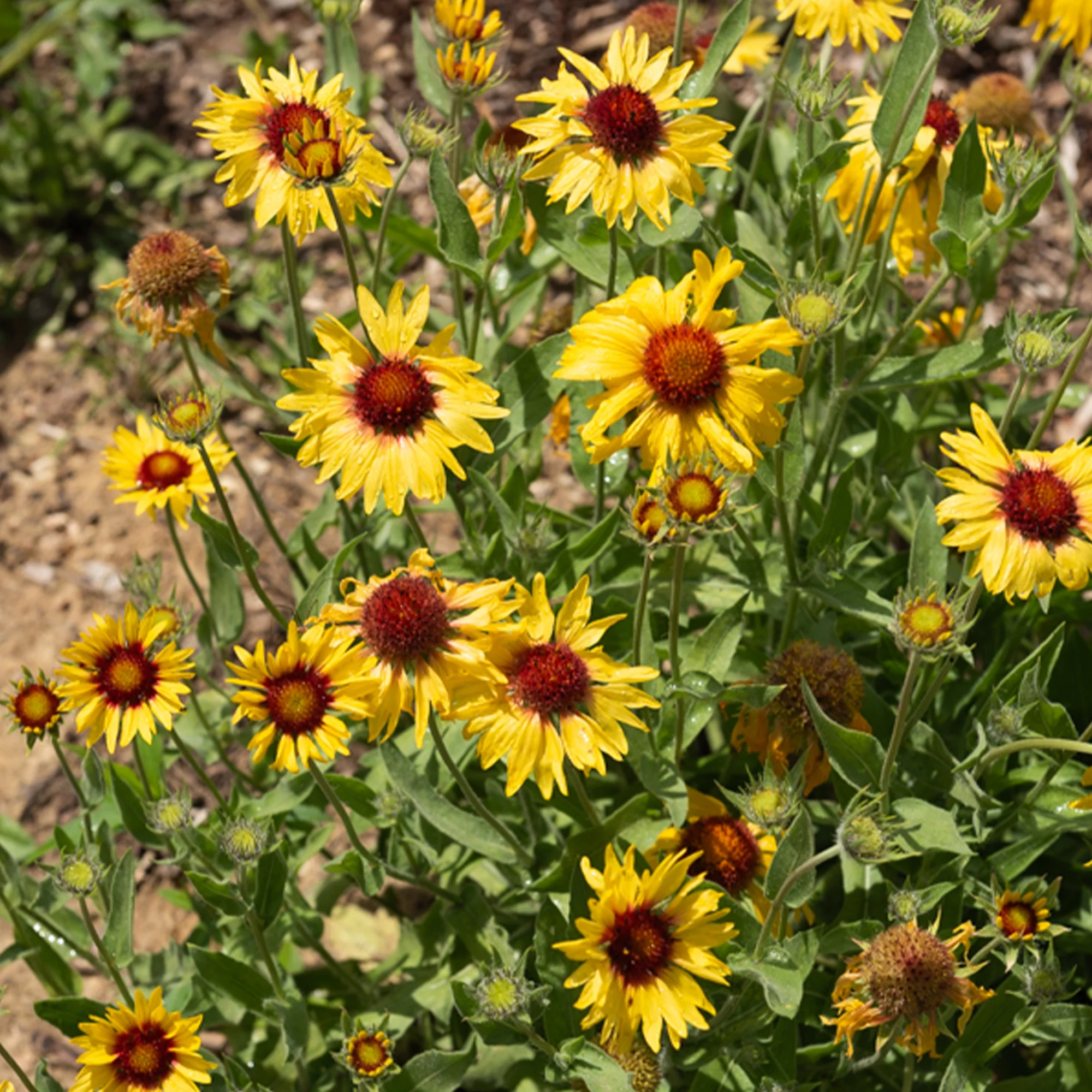 Gaillarde Amber Wheels