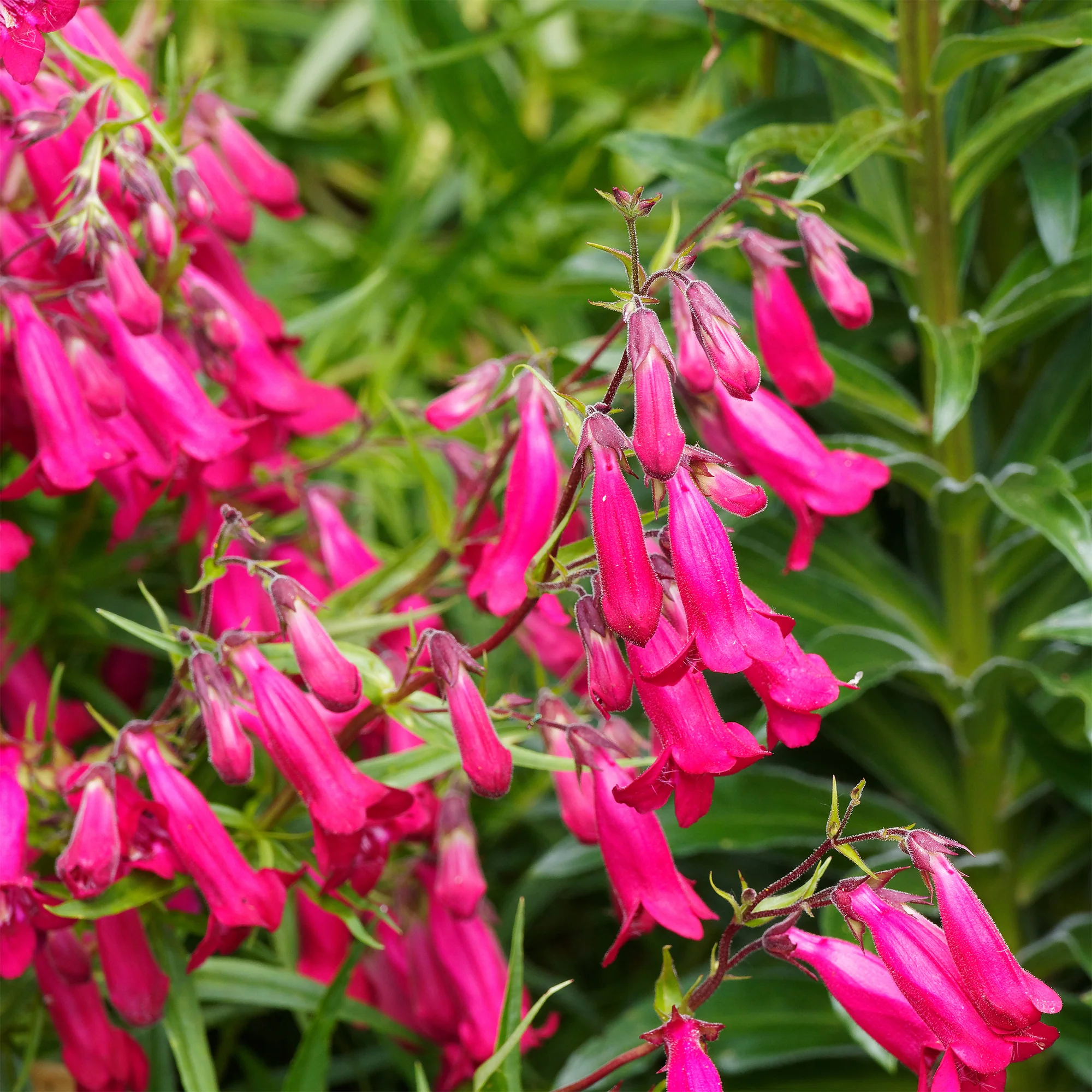Galane Andenken an Friedrich Hahn - Penstemon - Image 2