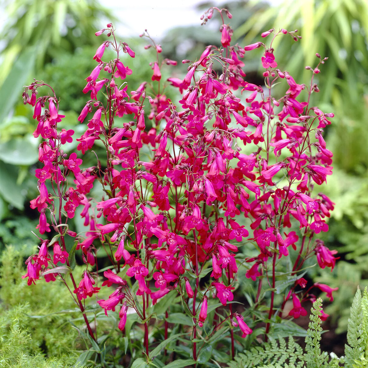Galane Andenken an Friedrich Hahn - Penstemon - Image 4