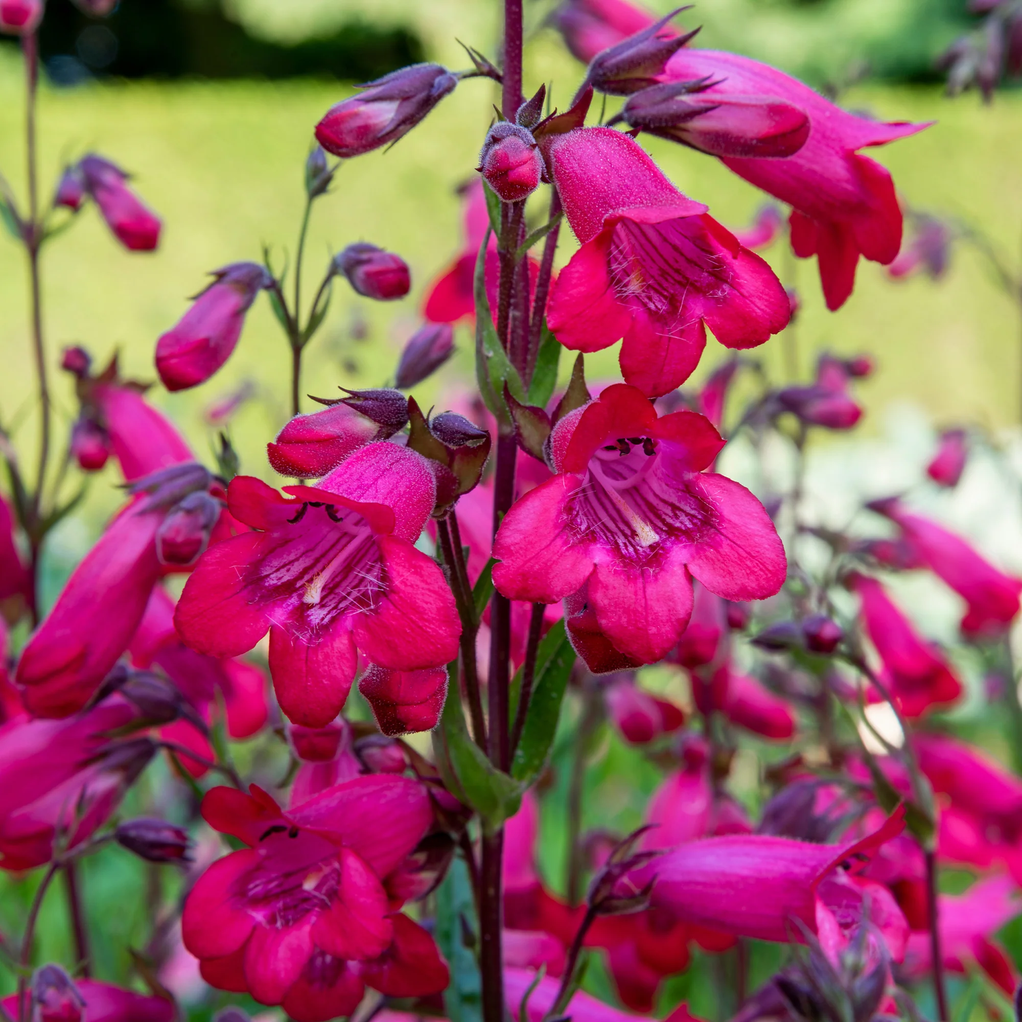 Galane Schoenholzeri - Penstemon - Image 2