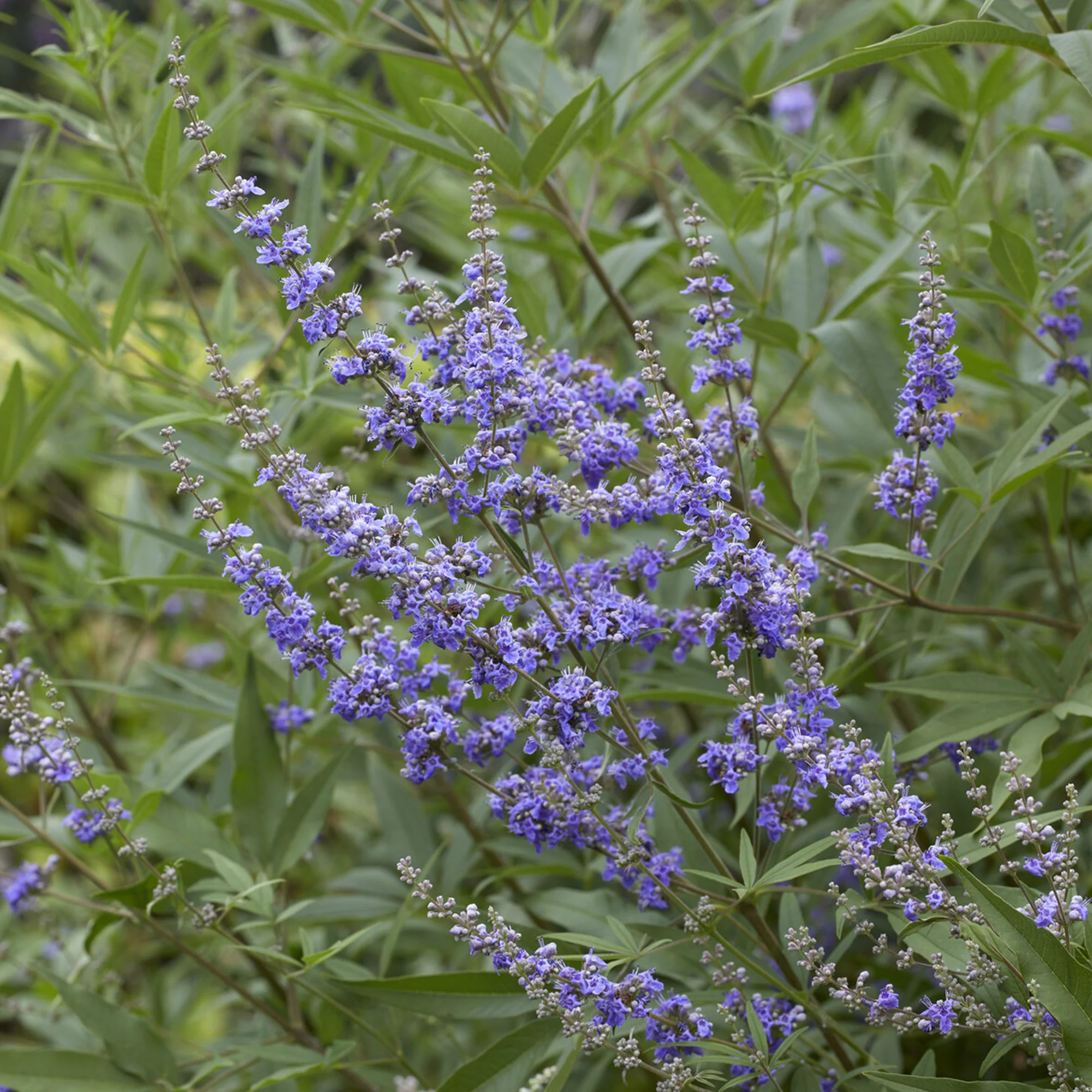 Gattilier à grandes feuilles - Image 5