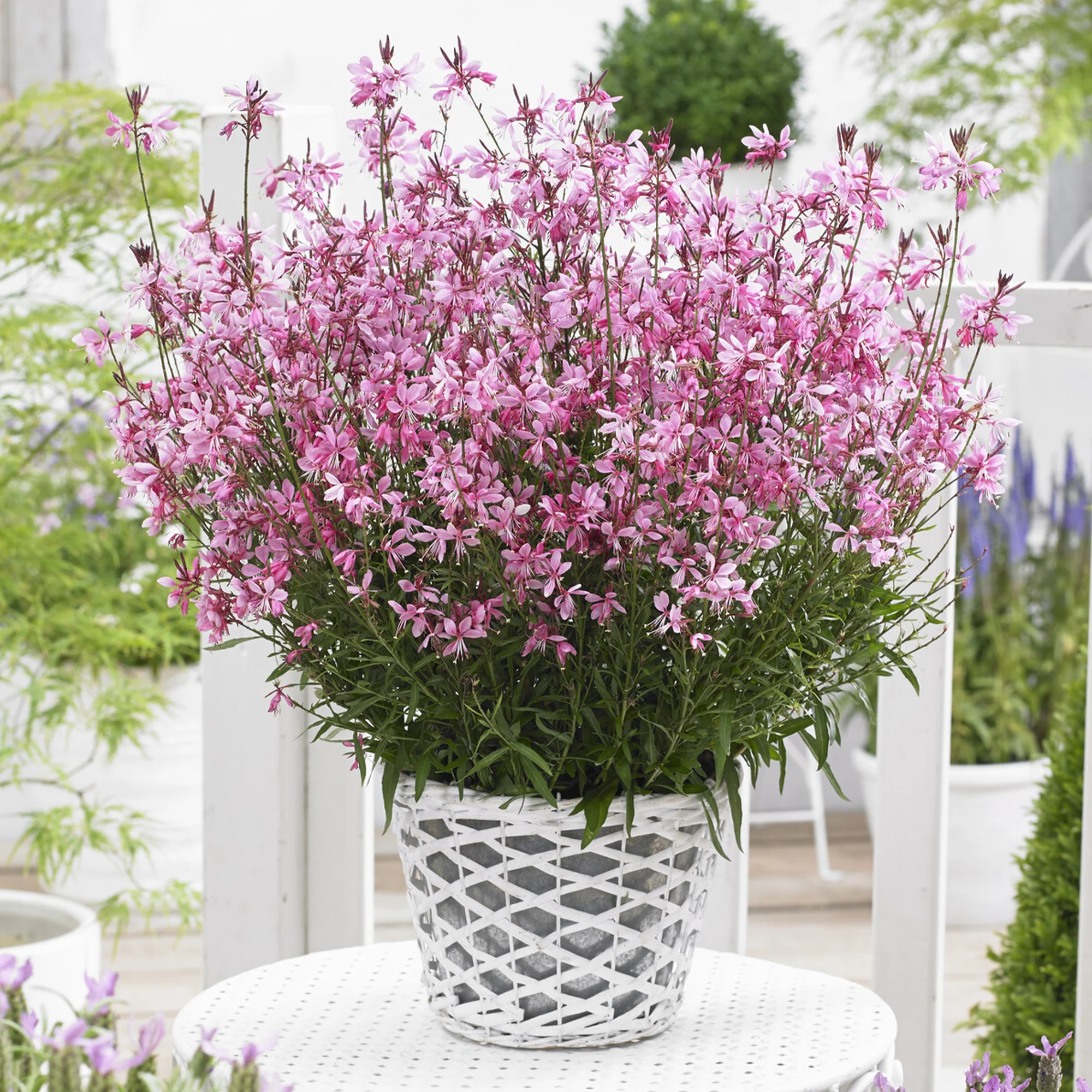 Gaura Baby Butterfly Dark Pink - Image 3