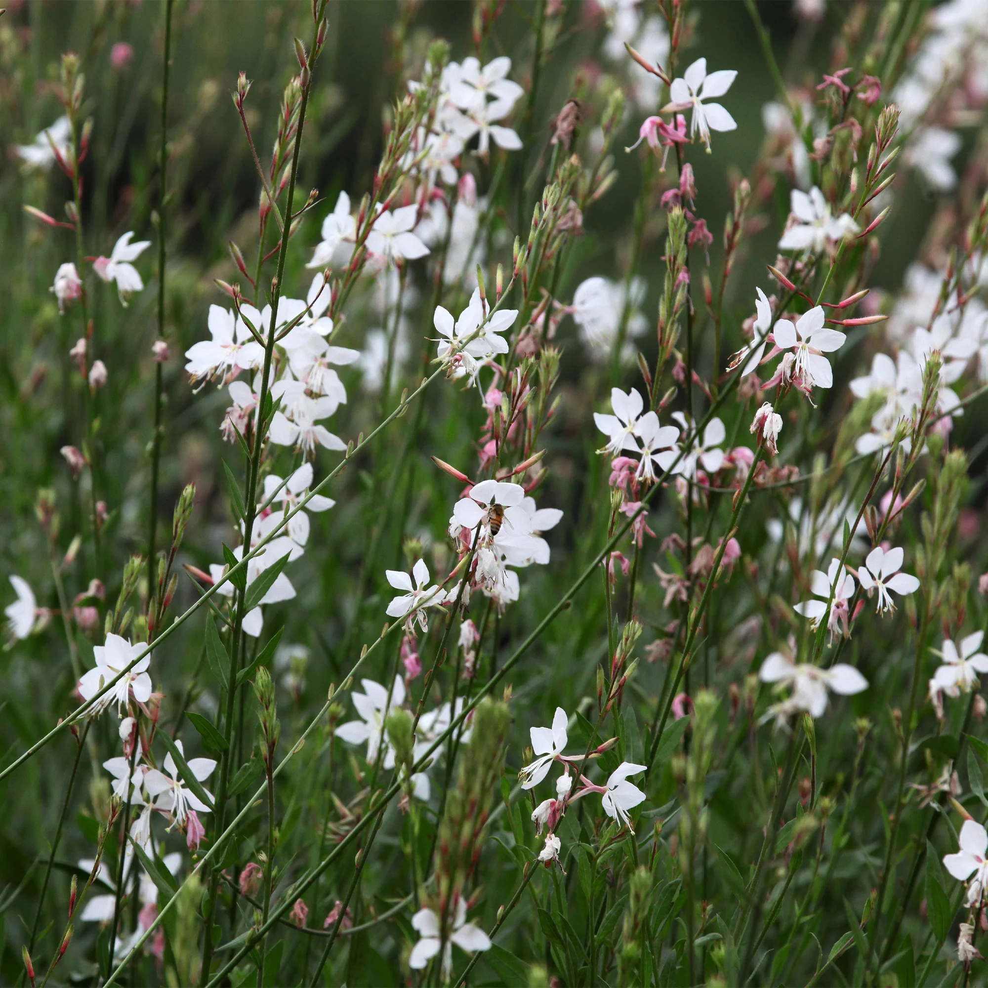 Gaura blanche - Image 3