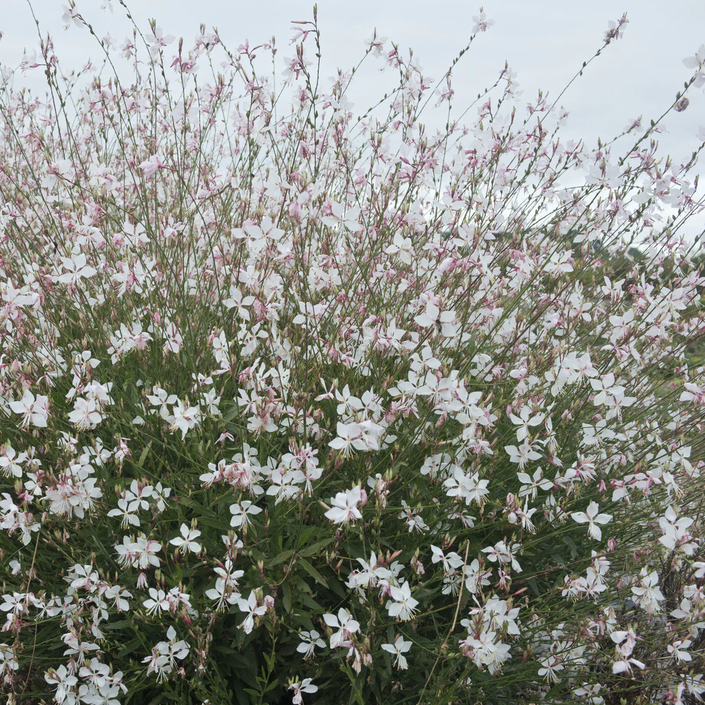 Gaura Short Form - Image 3