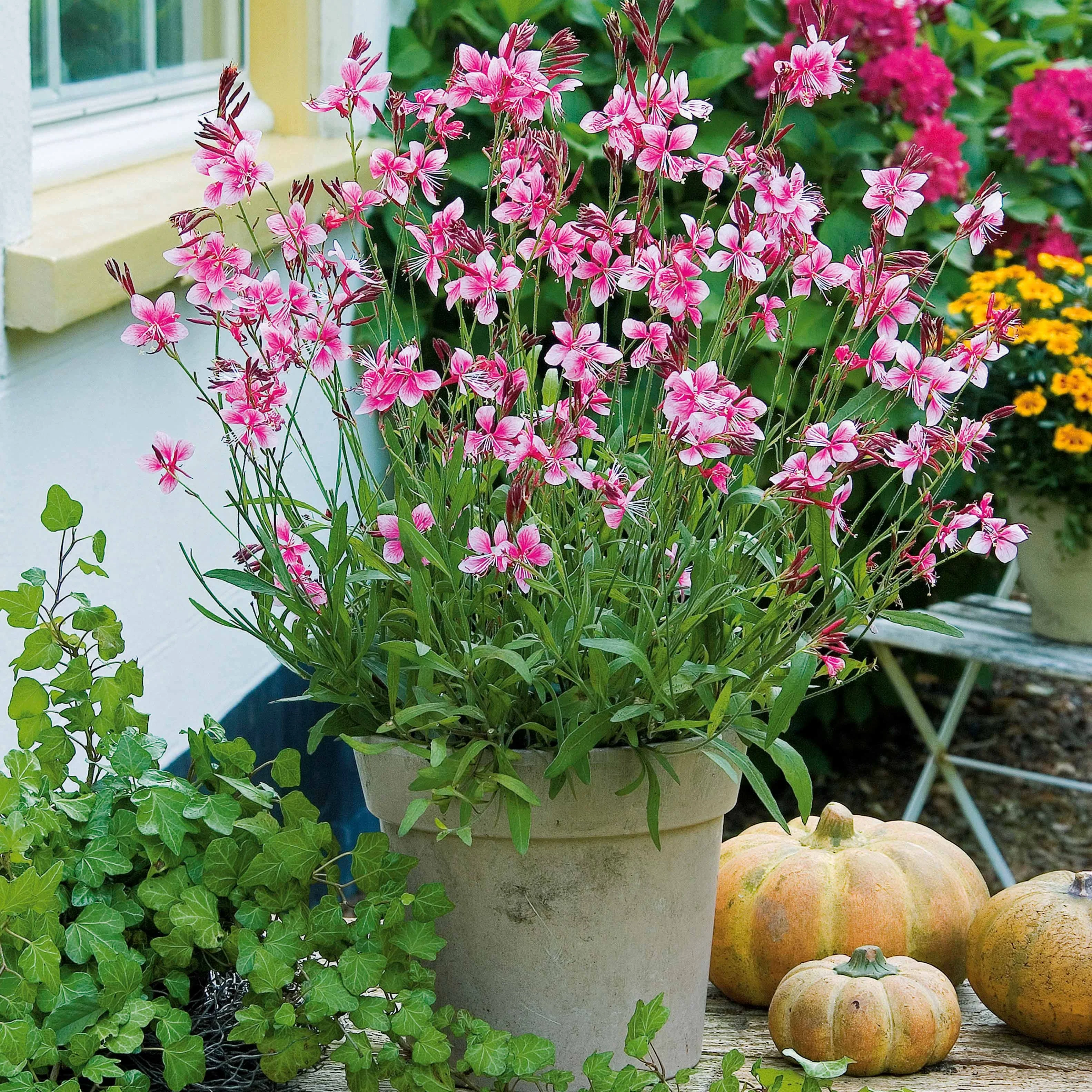 Gaura Siskiyou pink - Image 4