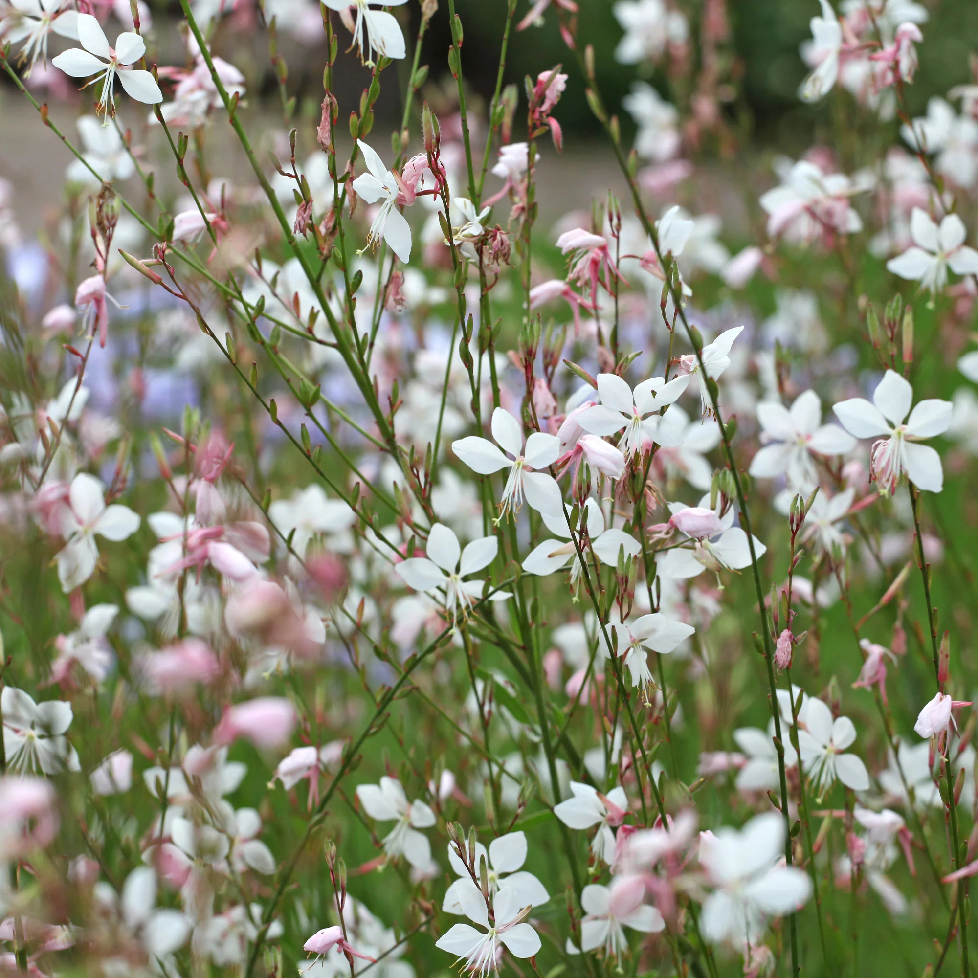 Gaura Summer Breeze
