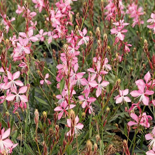 2 Gauras blanc et rose en mélange - Image 3