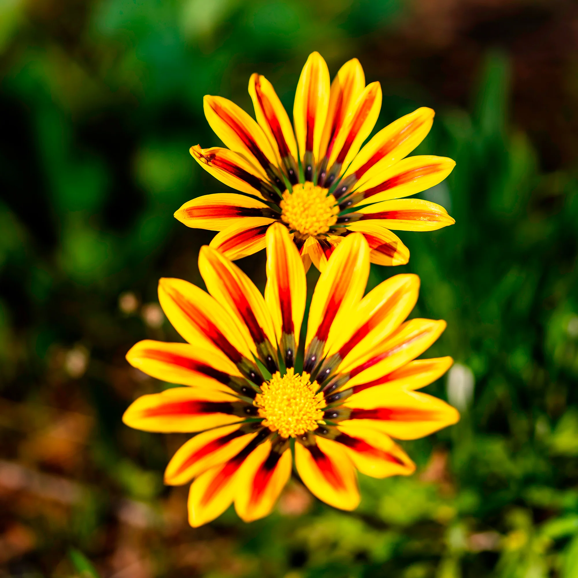 Gazania Big Kiss Yellow Flame