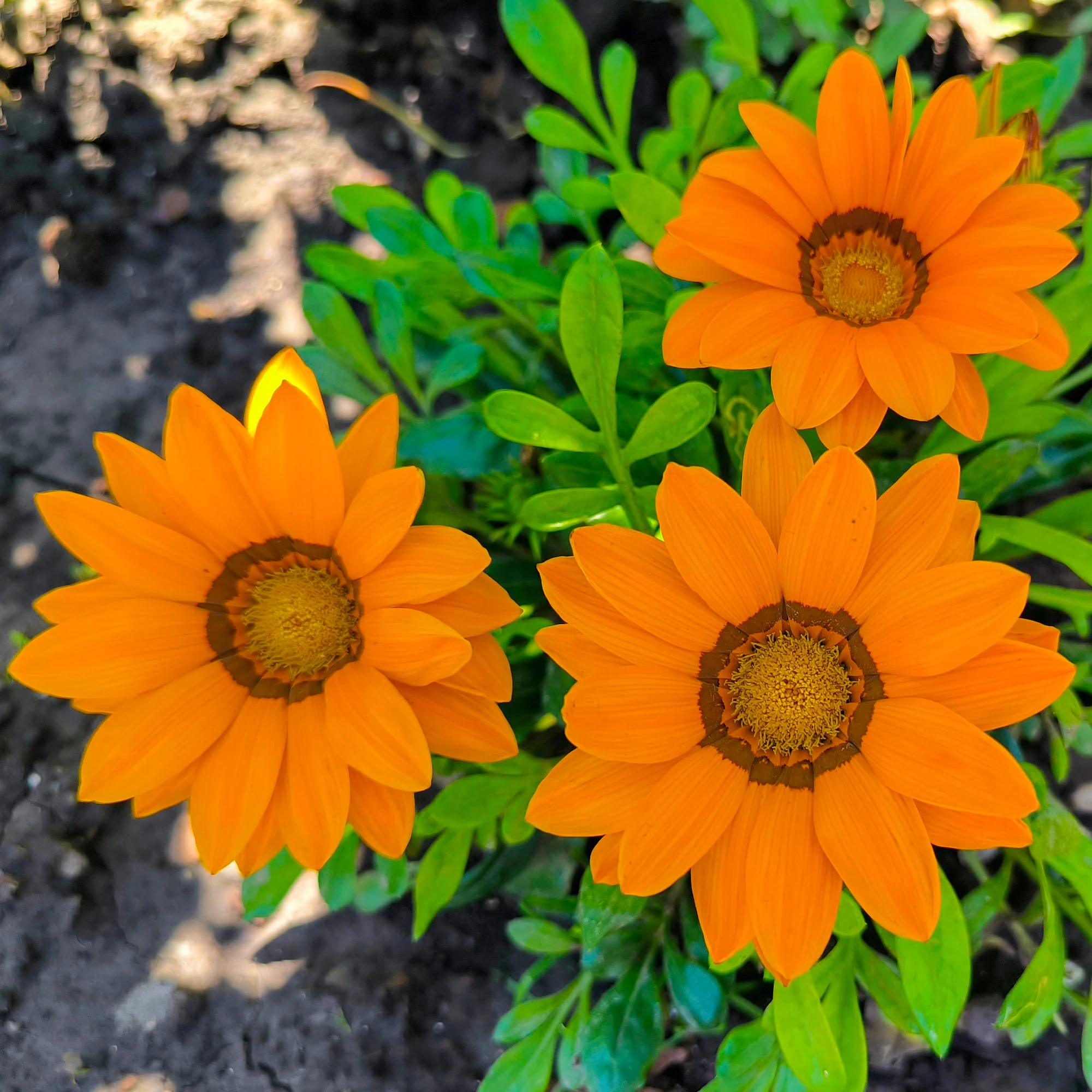 Gazania orange - Image 3