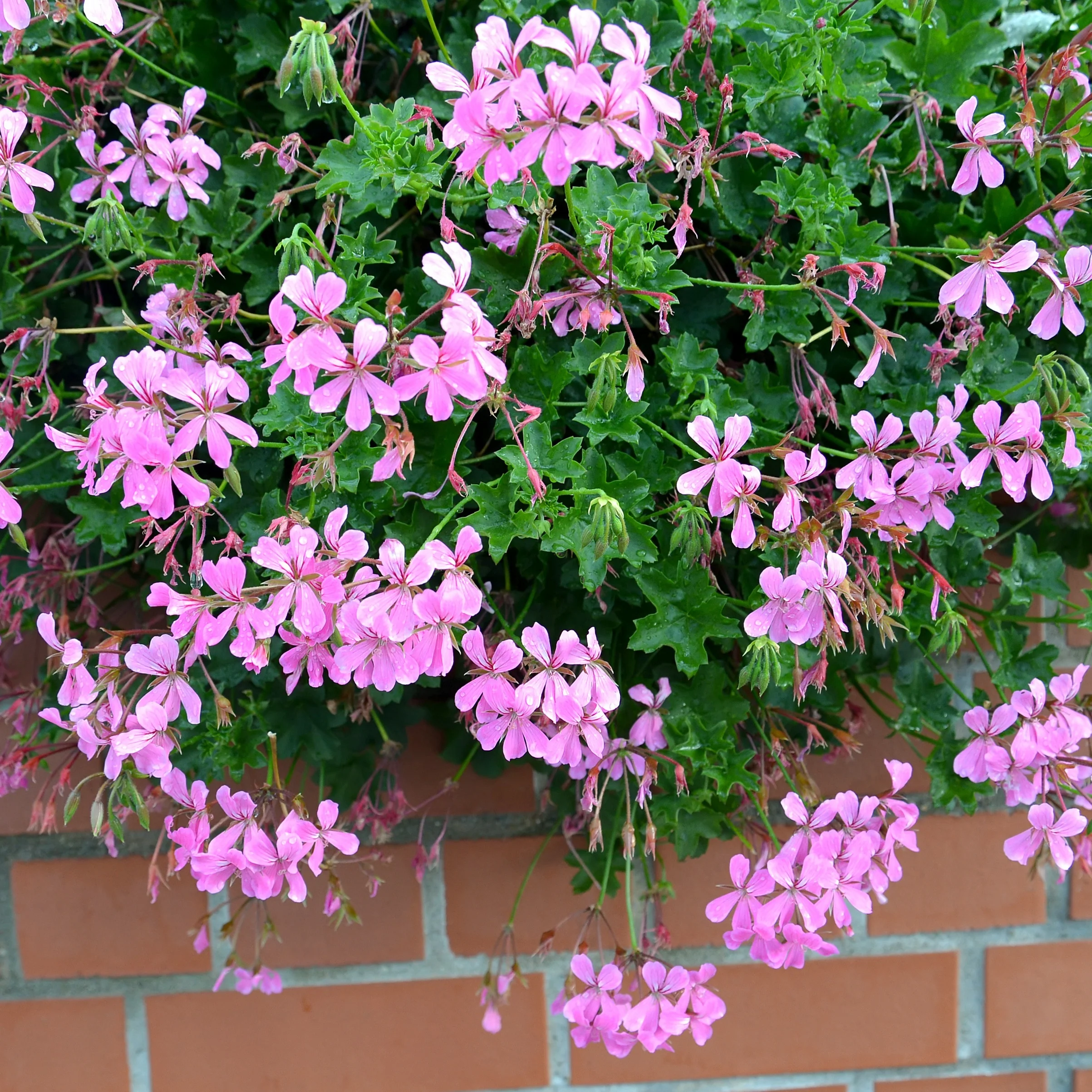 Géranium lierre rose - Image 2