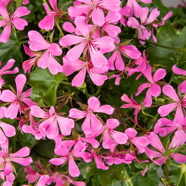 Géranium lierre rose - Image 3