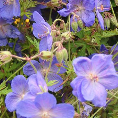 Géranium vivace Brookside - Image 2