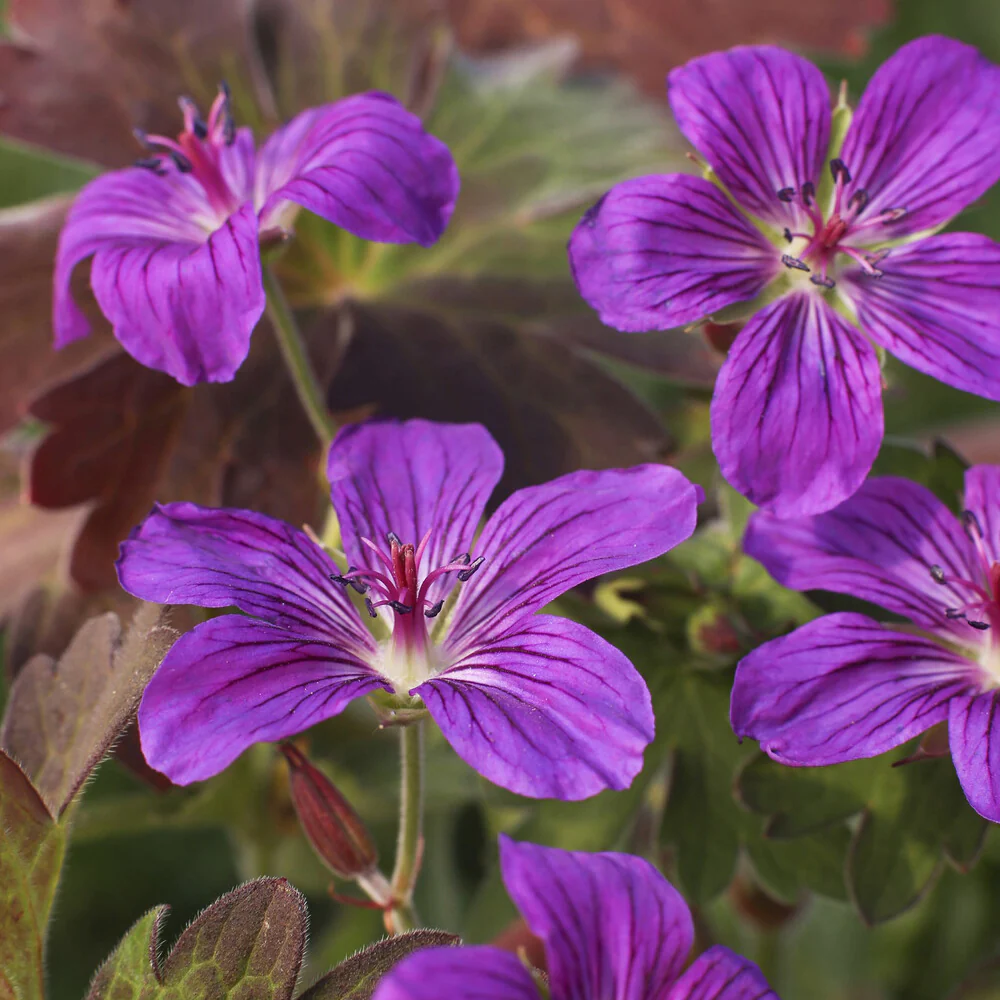 Géranium vivace de Sibérie - Image 3