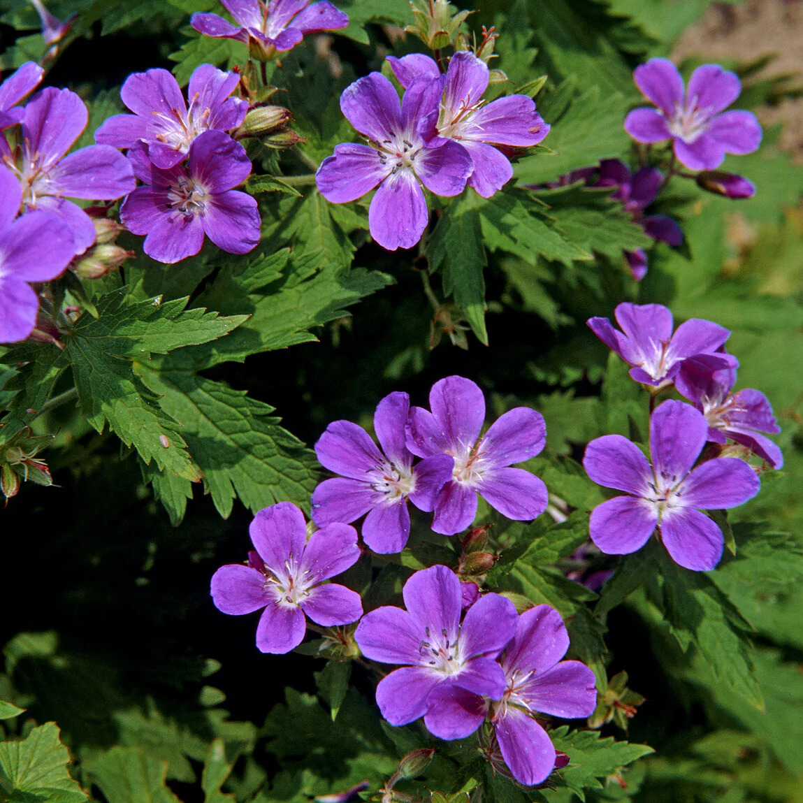 Géranium vivace des bois Mayflower