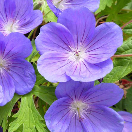 Géranium vivace Eureka Blue