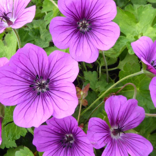 Géranium vivace Hewham Velvet