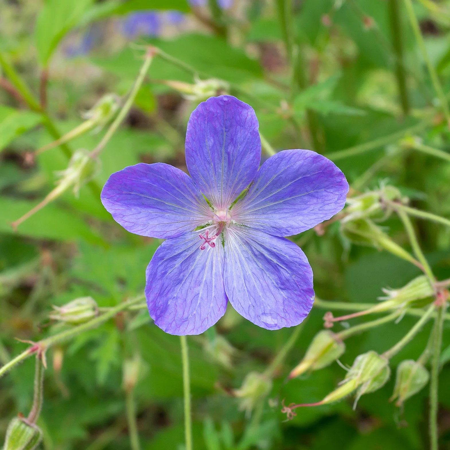 Géranium vivace Johnson's Blue
