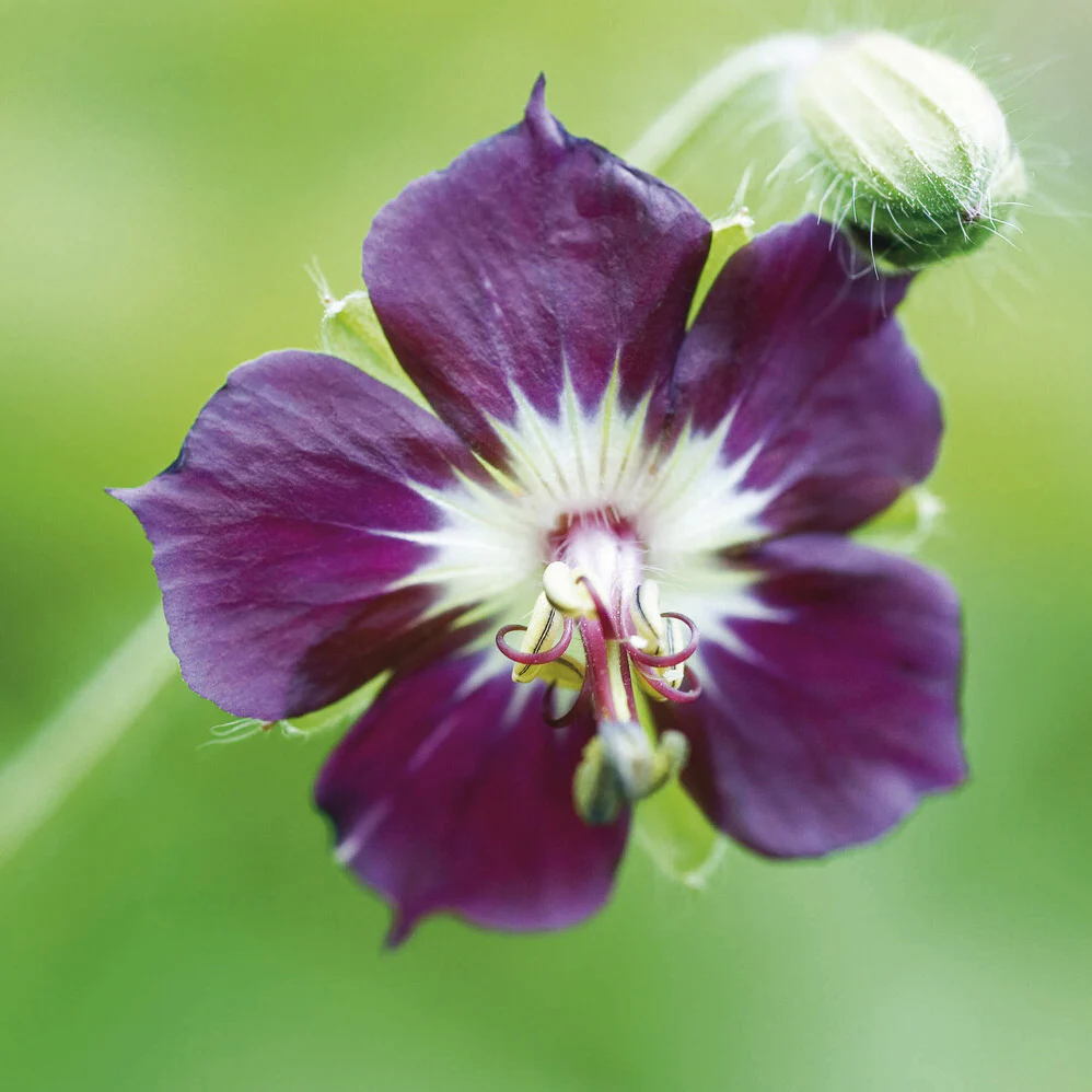 Géranium vivace livide - Image 4