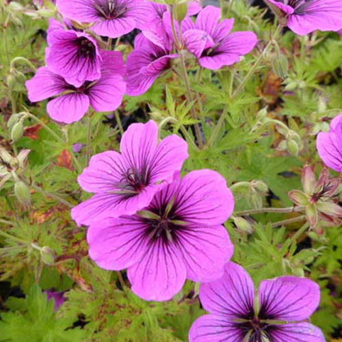 Géranium vivace Matu Vu