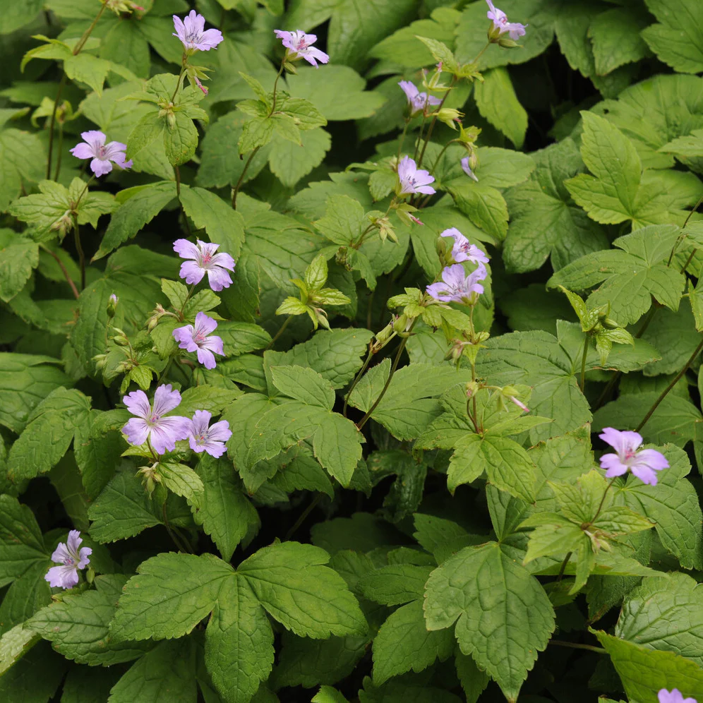 Géranium vivace noueux - Image 3