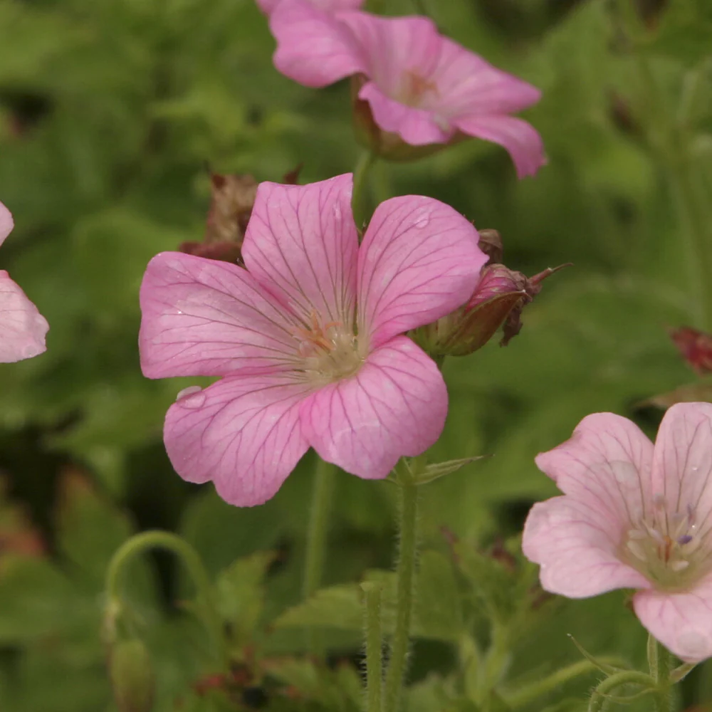 Géranium vivace Rose Clair - Image 4