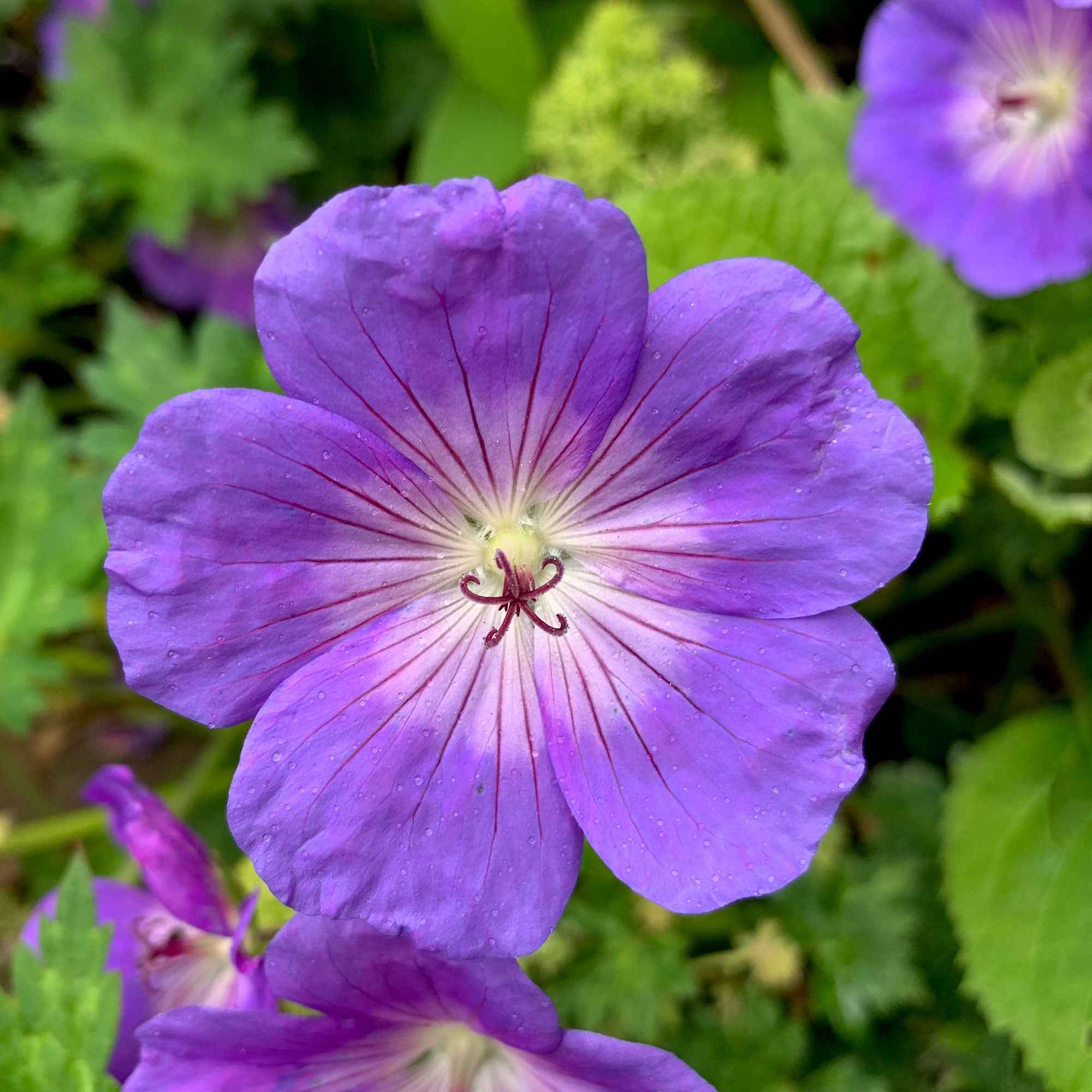 Géranium vivace Rozanne - Image 4