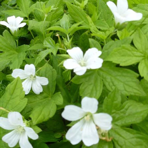 Géranium vivace Silverwood