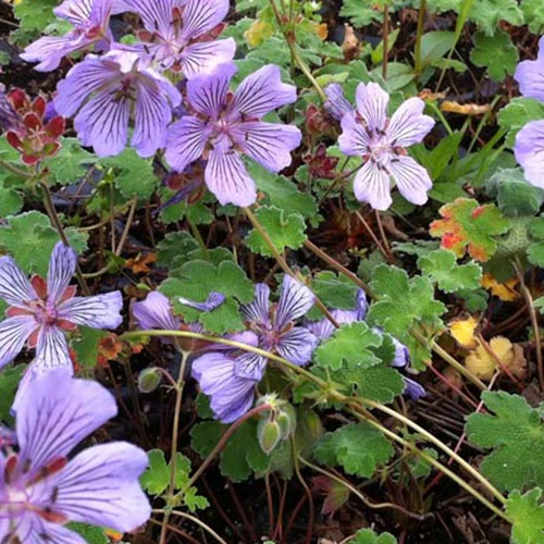 Géranium vivace Tcschelda
