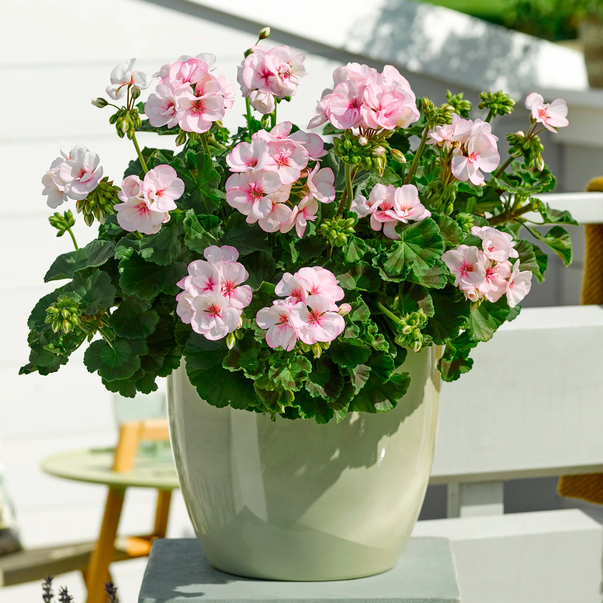 Geranium zonale Estelle - Image 4