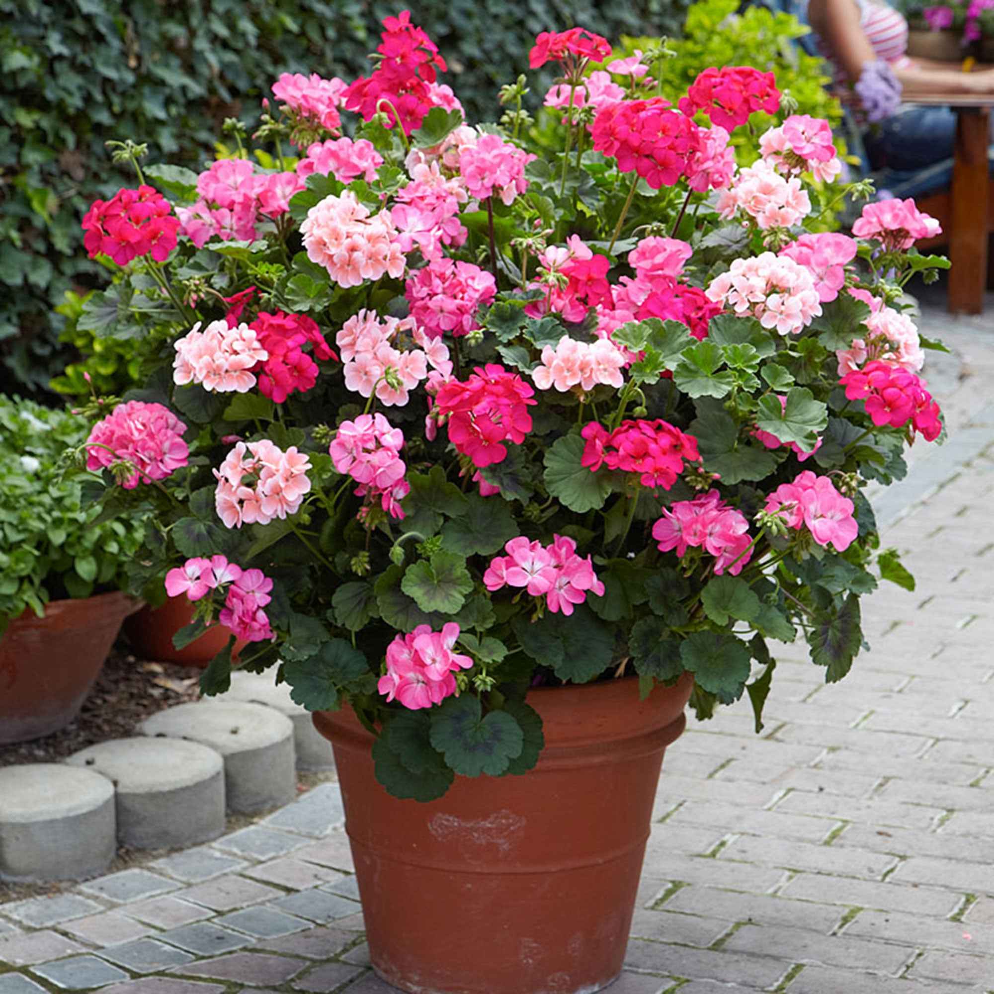 Géranium zonale rose - Image 2