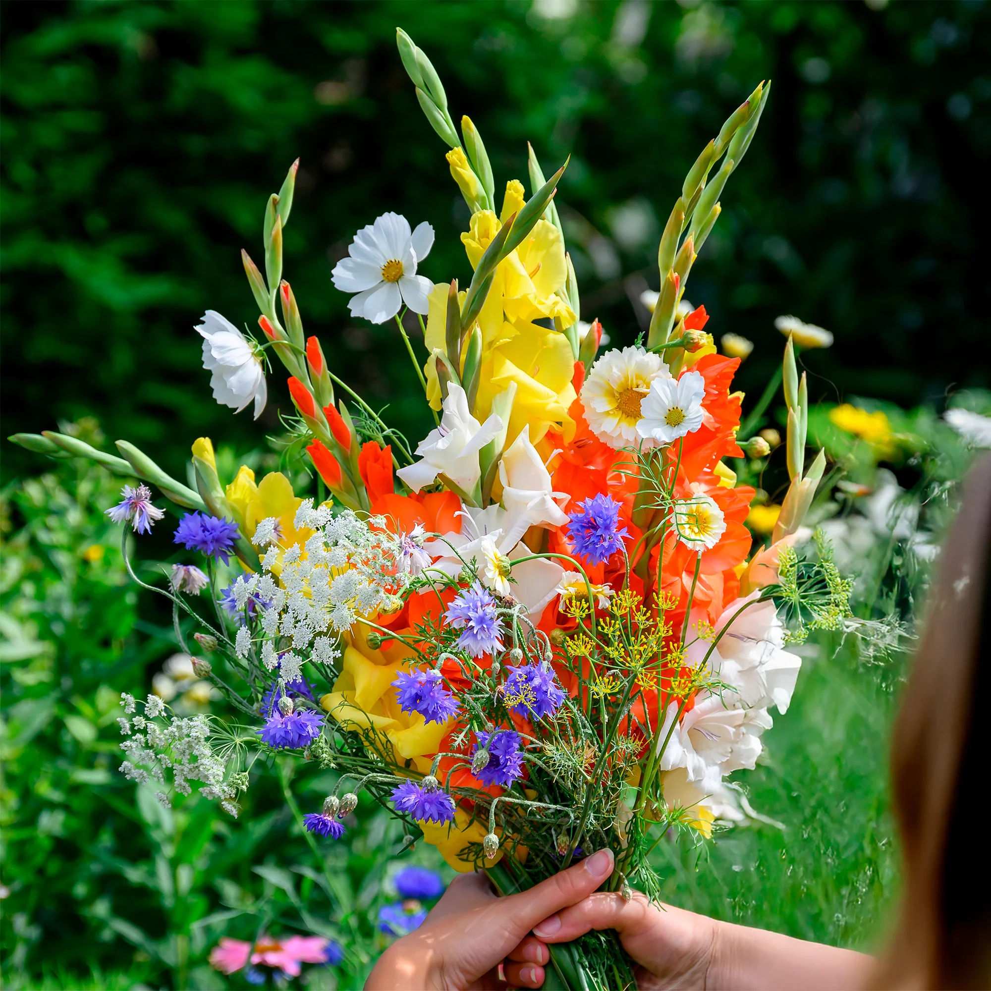 Glaïeul et mélange de graines de fleurs