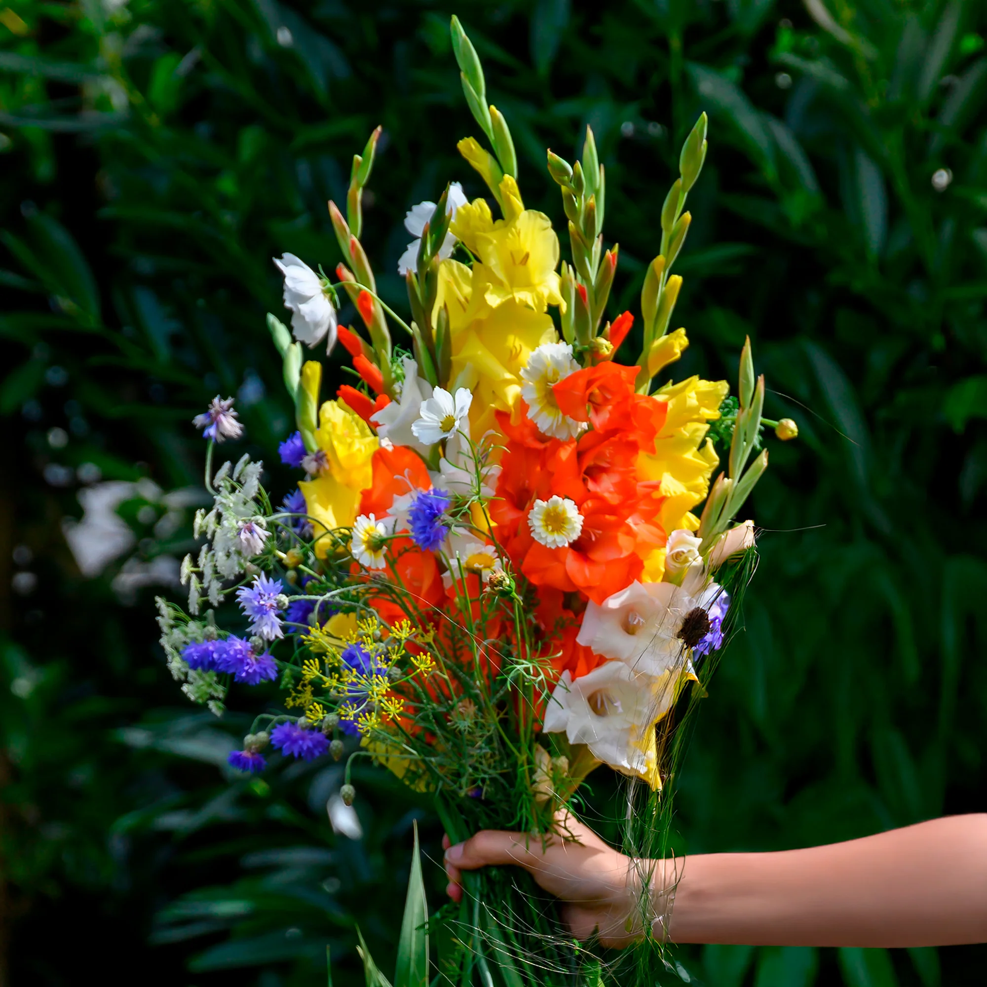 Glaïeul et mélange de graines de fleurs - Image 2