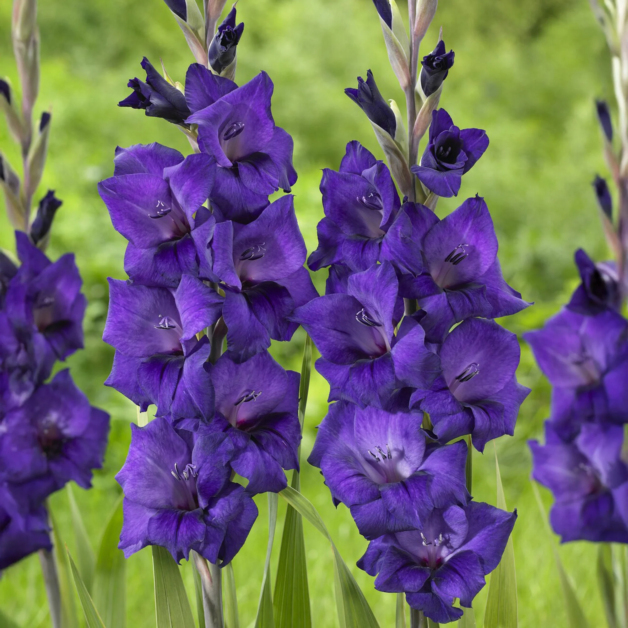 Glaïeul Purple Flora