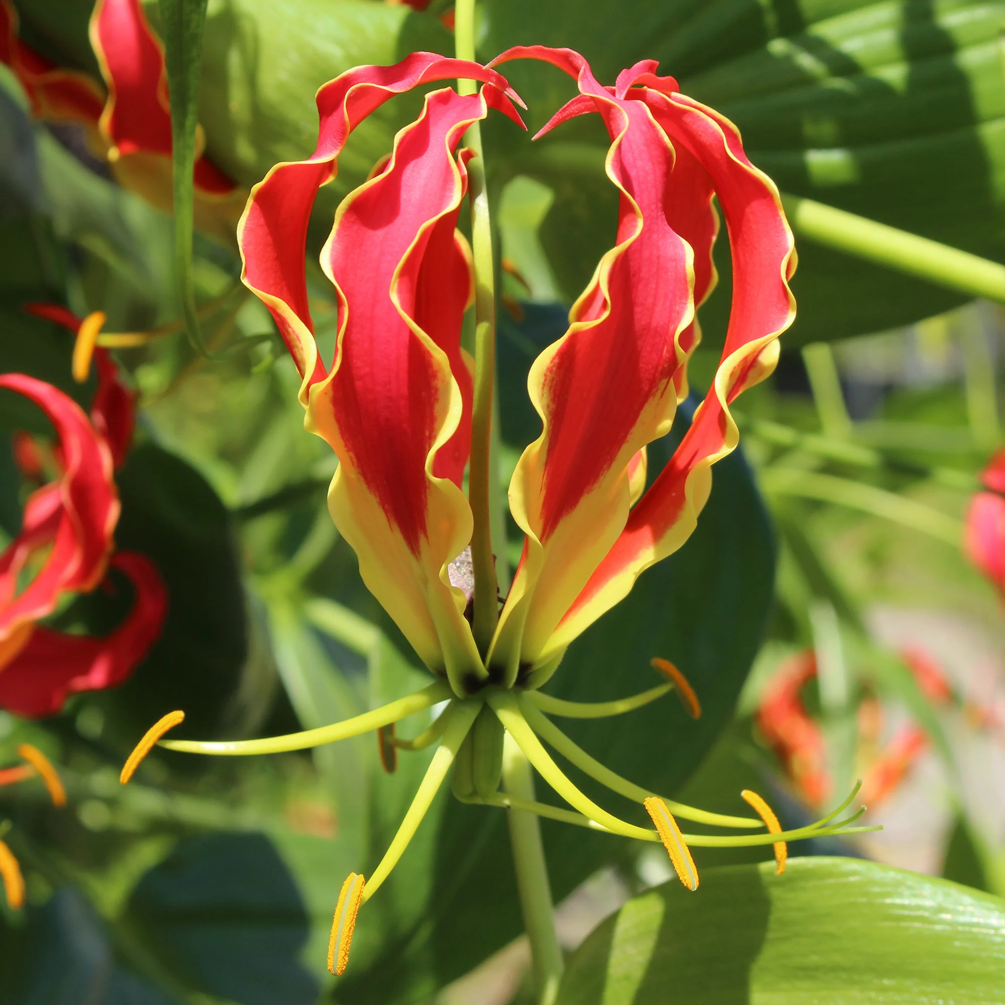 Gloriosa Carsonii - Lis de Malabar - Image 3