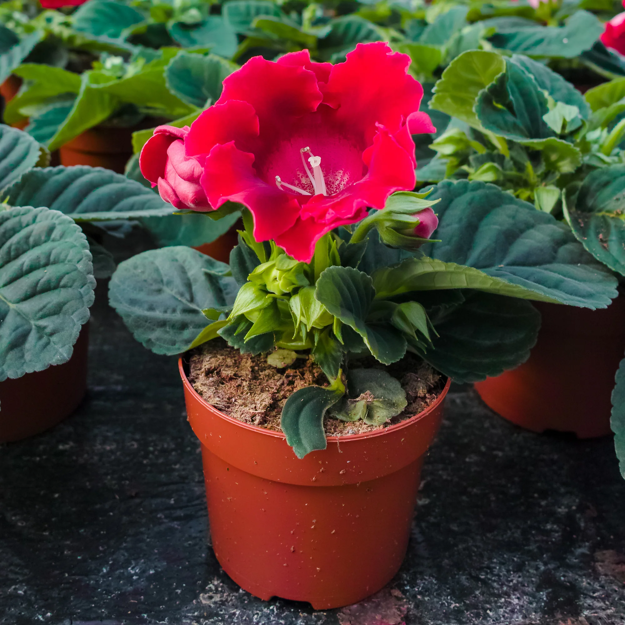 Gloxinia Etoile de feu