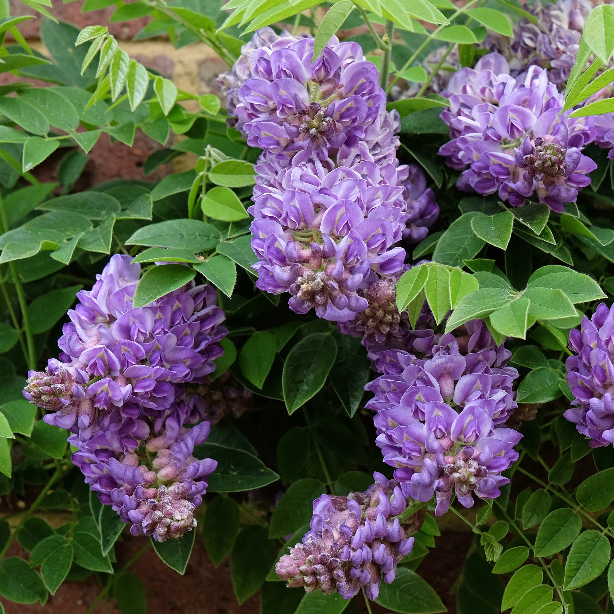 Glycine Toujours en fleurs - Image 3