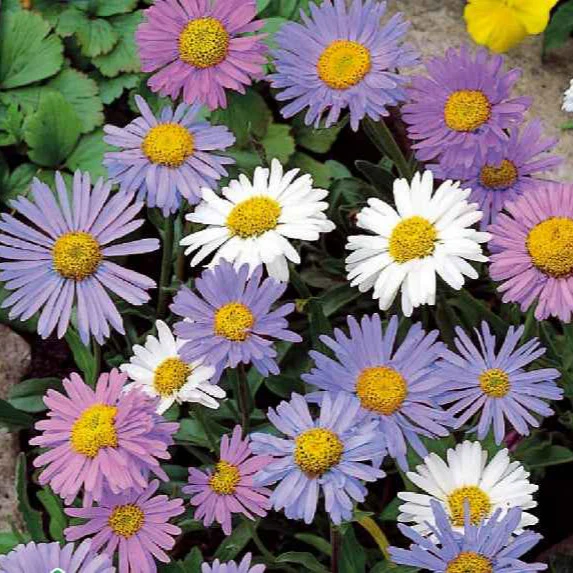 Aster vivace des Alpes en mélange - Image 4
