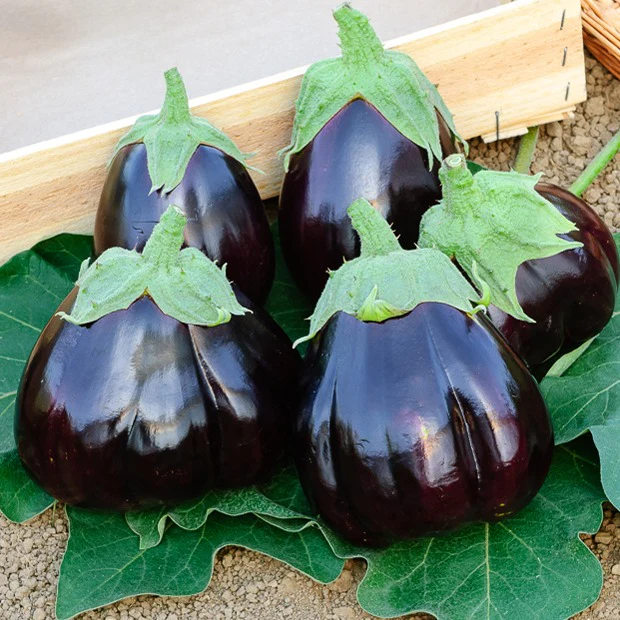 Aubergine Black Beauty